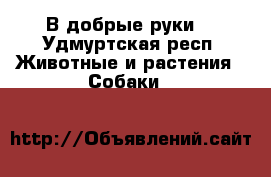 В добрые руки  - Удмуртская респ. Животные и растения » Собаки   